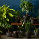 Low-light tolerant houseplants that thrive in dark corners